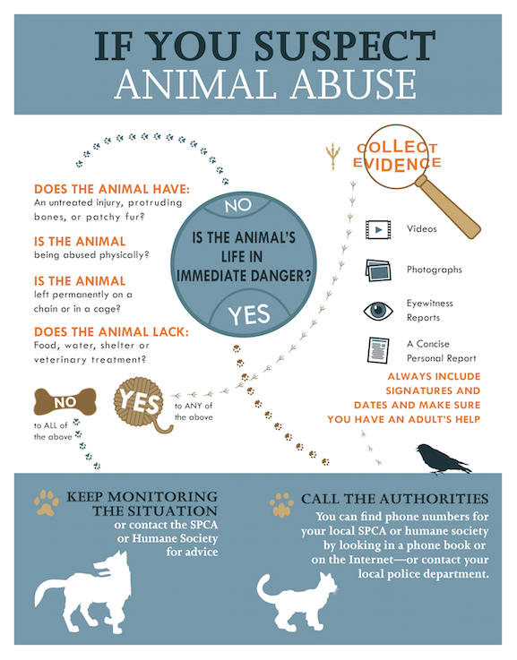 Infographic on how to stop animal cruelty.